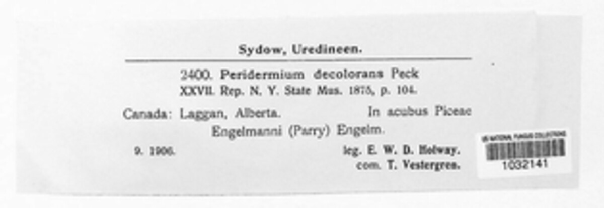 Peridermium decolorans image